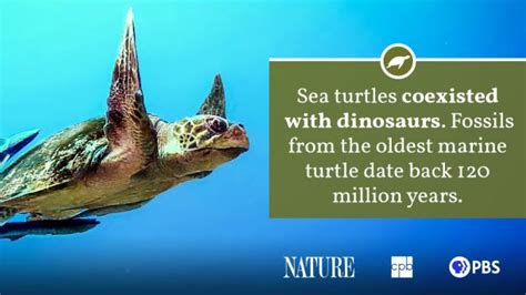 Sea Turtle Fact Sheet Blog Nature Pbs