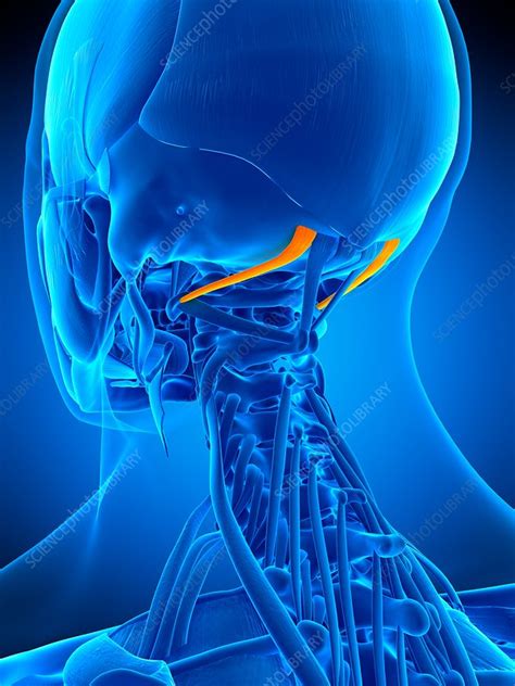 Neck Muscles Illustration Stock Image F0169389 Science Photo