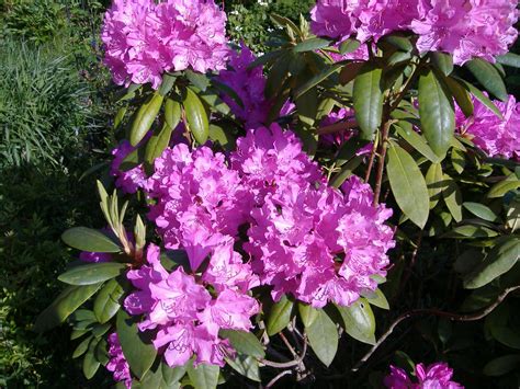 Toller blütenbonsai tipps zur pflege + gestaltung.azaleen bonsai: Juttaszaubergarten: Rhododendron und Azaleen
