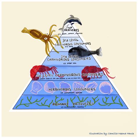 The Pyramid Of Trophic Levels In The Marine Food Supply Chain Is