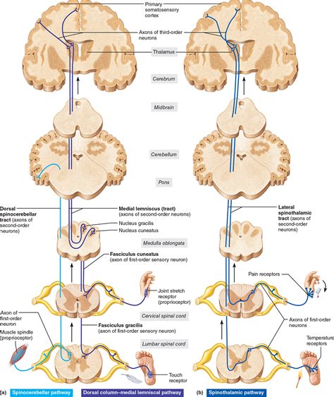 Sensory And Motor Pathways In The Central Nervous System Brain