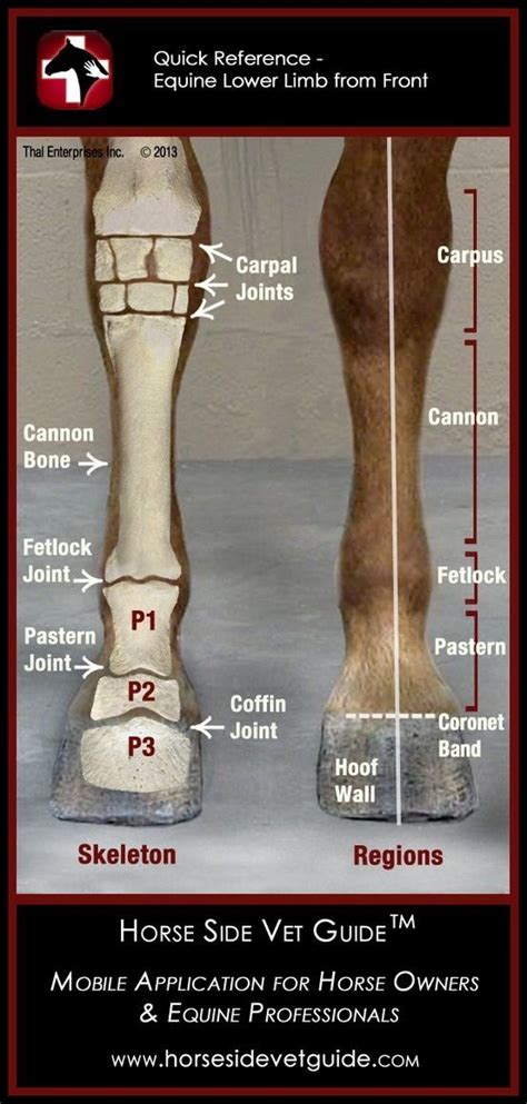 Equine Lower Limb From Front Horse Anatomy Horses Horse Care