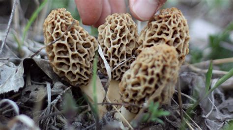 The Total Guide To Morel Mushroom Hunting Meateater Cook