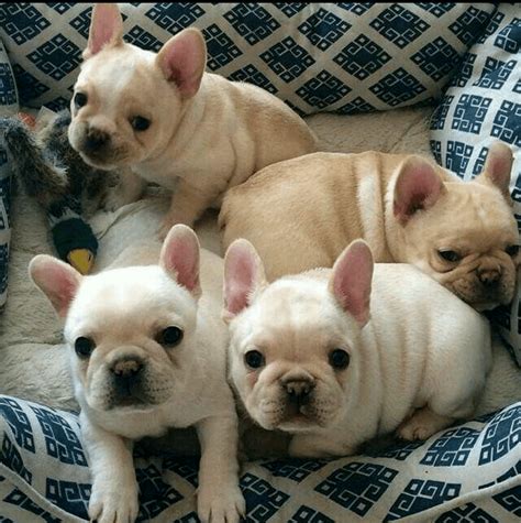 Browse thru our id verified puppy for sale listings to find your perfect puppy in your area. French Bulldog Puppies For Sale | Atlanta, GA #292361