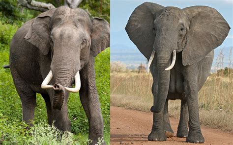 Top 10 Facts About Elephants National Parks