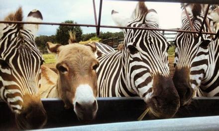 We are not your typical petting zoo, but rather an educational traveling zoo that comes to you. Two by Two Petting Zoo - Up To 50% Off - Monroe, NC | Groupon