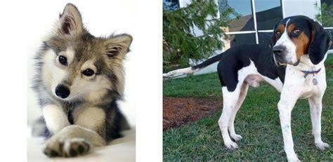 Treeing Walker Coonhound Vs Miniature Siberian Husky Breed Comparison
