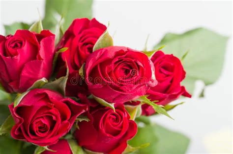 Bouquet Of Fresh Red Roses On White Stock Photo Image Of Decoration