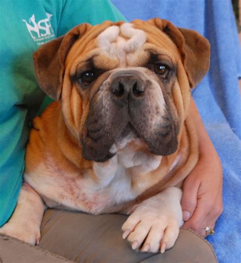 Quigley, a young English Bulldog who needs a responsible, forever home.