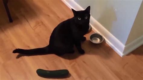 Cats Getting Scared By Cucumbers Compilation Try Not To Laugh World