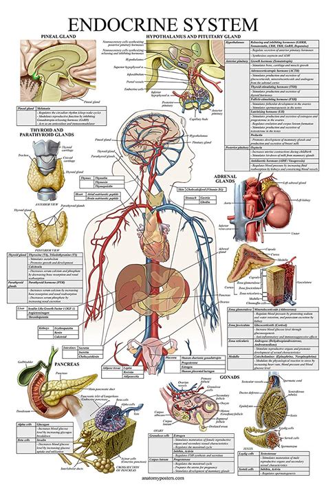 Endocrine System Anatomical Chart Anatomy Posters