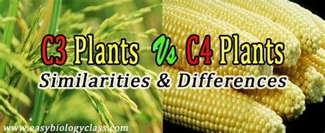 Difference Between C3 Plants And C4 Plants Easybiologyclass