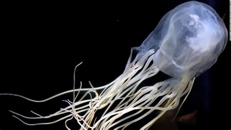 Box Jellyfish Antidote Potential Way To Treat Sting Of Worlds Most