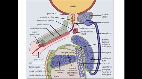 Male Reproductive System Part 4 Accessory Genital Ducts Youtube