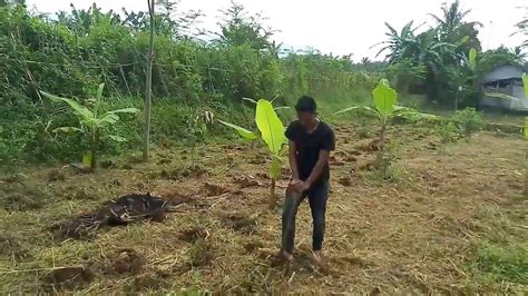 Jika ingin rasa jagung yang manis kamu juga bisa menambahkan beberapa tetes jeruk nipis. Cara menanam jagung manis yang simpel da sederhana,hasil ...