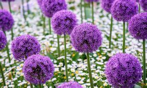 Bulbi Allium Purple Sensation Buc Planterra Ro Viata Pe Verde