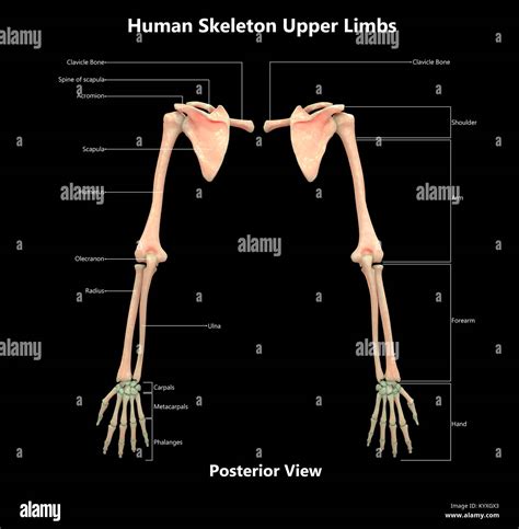 Human Skeleton System Upper Limbs Label Design Posterior View Anatomy