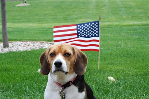 American Beagle Happy Fourth Rbeagle
