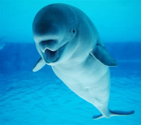 The Beluga Whales Adaptations Are Considered To Be The Best In The