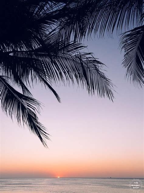 Beautiful Palm Tree Silhouette With A Ombre Sunset Sky Over The Ocean