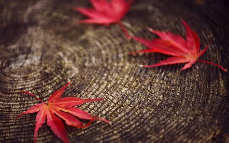 Red Autumn Leaves On A Tree Stump Wallpapers