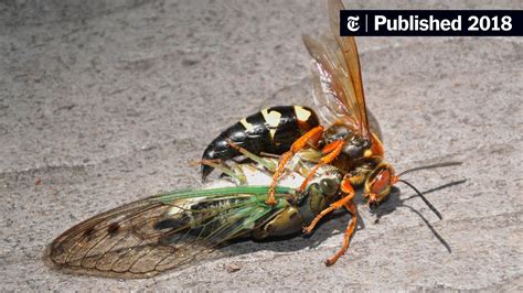 Cicada Killer Qu’est Ce Que C’est The New York Times