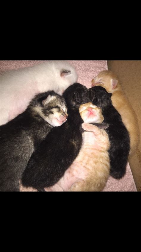 I’m still trying to process this cuteness overload. : r/kittens