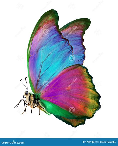 Bright Colorful Morpho Butterfly Isolated On White Stock Photo Image