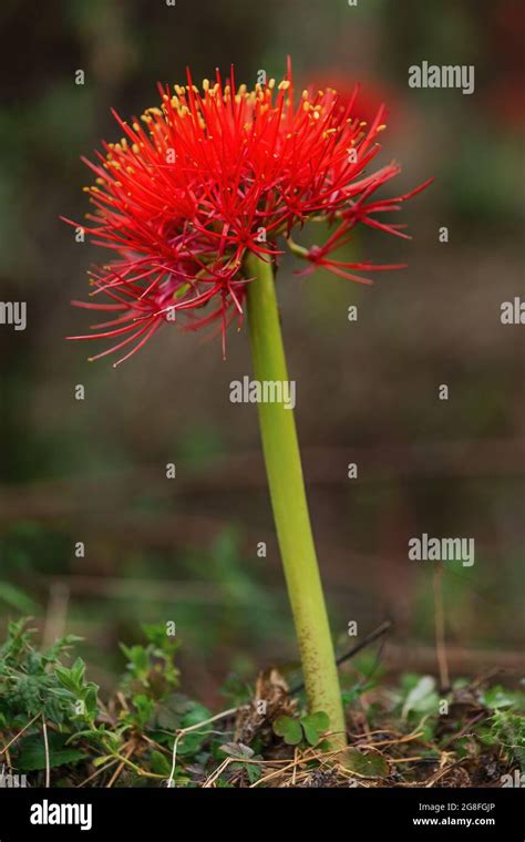 Fireball Lily Scadoxus Multiflorus Beautiful Red Flowering Plant From African Forests