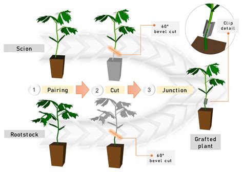 50 Pcs Grafting Clip Clip Eggplant Clamp Tomato Seedling Special 高い素材