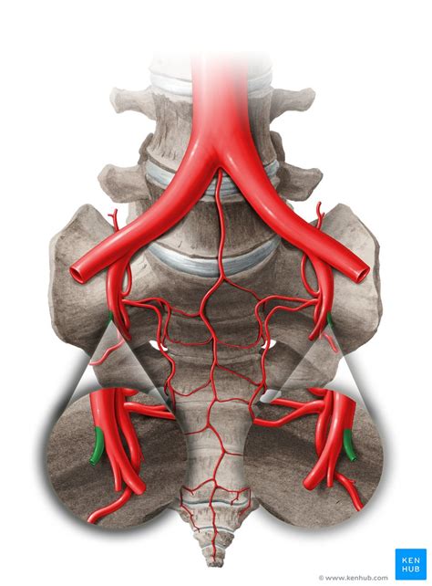 Iliaca interna) is an artery of the pelvis, that arises from bifurcation of common iliac artery. Umbilical artery: Anatomy, branches, supply | Kenhub