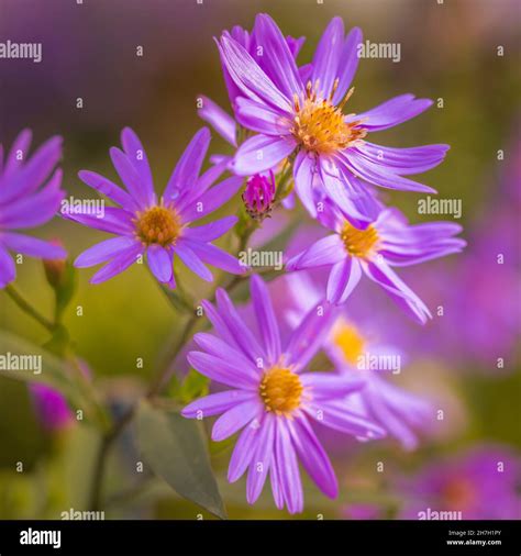 Autumn Aster Flowers Stock Photo Alamy