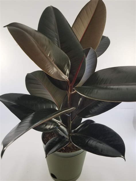 Ficus Elastica Burgundy Rubber Tree A Colorful Etsy