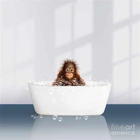 Baby Monkey In Modern Bathtub Monkey Taking A Bath Navy Blue Bathtub