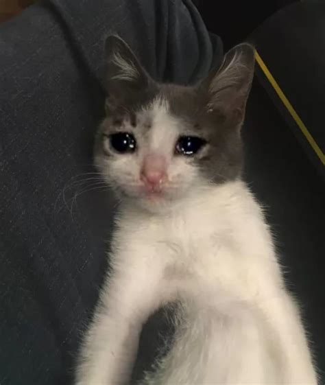 Crying Cat Grey Crying Cat Know Your Meme