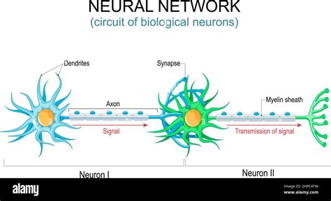 Neuronas Sensitivas Imágenes Vectoriales De Stock Alamy