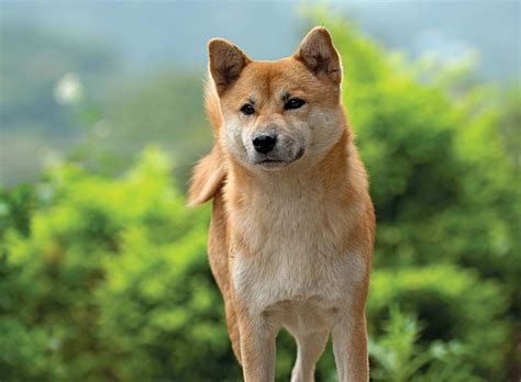 Shiba Inu Dog Breed Information Vlrengbr