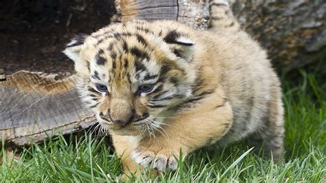 Iages Cute Tiger Cubs Wallpapers Hd