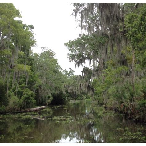 Maybe you would like to learn more about one of these? Jean Lafitte Swamp, Louisiana - Jean Lafitte National ...