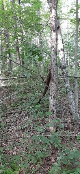 Sounds Of Purported Bigfoot Reported In West Virginia News