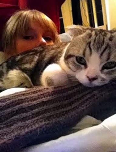 taylor swift and her cat meredith taylor swift photo 35552403 fanpop