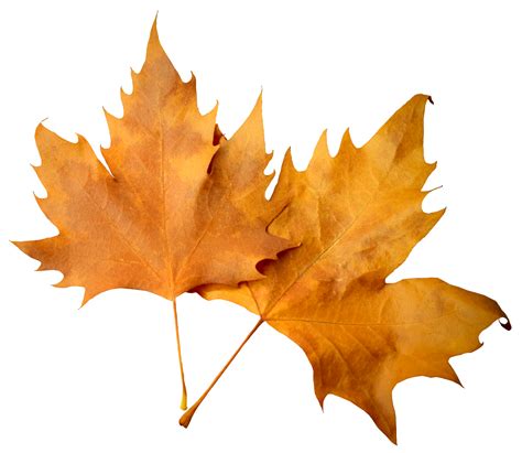 Search for fall leaves on transparent background in these categories. Autumn Leaves PNG Transparent Images, Pictures, Photos ...