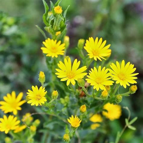 Hairaseed bunga daisy livingstone ice plant mix bunga daisy linvingstone mempunyai warna yang cerah dan toleran. Jual Benih Bibit Bunga Yellow Daisy 50 Biji Tanaman Hias ...