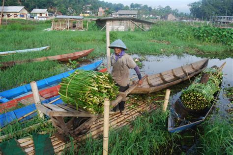 2000 Gambar Gulma Eceng Gondok Paling Keren - Infobaru