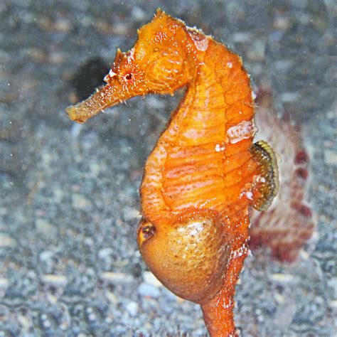 Save Our Seahorses The Seahorse Trust