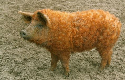 Mangalitza Schwein Auch Wollschwein Genannt Lizenzfreies Foto