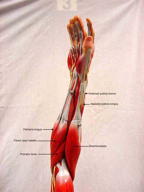 Human anatomy » cardiovascular system » the cardiovascular system of the upper torso. 25 Muscles Of the Arm Labeled | Markcritz Template Design ...