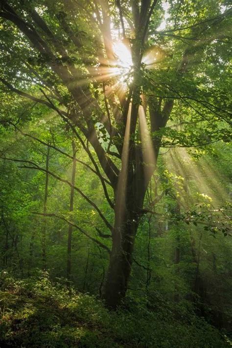 Enviva Forest Conservation fund protects forestland in Virginia 