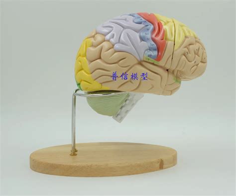 Science Museum Using Medical Assembled 2 Times Brain Model The Human