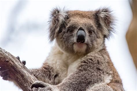 Kangaroo Island Have A Laugh Koala